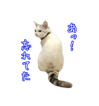 三毛猫えのき（個別スタンプ：19）