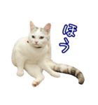 三毛猫えのき（個別スタンプ：20）