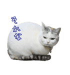三毛猫えのき（個別スタンプ：21）