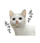 三毛猫えのき（個別スタンプ：22）
