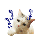 三毛猫えのき（個別スタンプ：23）
