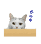 三毛猫えのき（個別スタンプ：24）