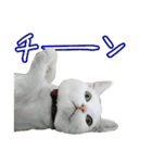 三毛猫えのき（個別スタンプ：25）
