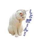 三毛猫えのき（個別スタンプ：26）