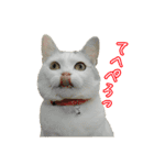 三毛猫えのき（個別スタンプ：27）