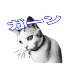 三毛猫えのき（個別スタンプ：28）