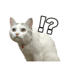 三毛猫えのき（個別スタンプ：29）