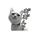 三毛猫えのき（個別スタンプ：30）