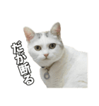 三毛猫えのき（個別スタンプ：32）