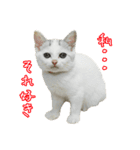 三毛猫えのき（個別スタンプ：33）