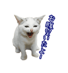 三毛猫えのき（個別スタンプ：34）