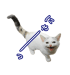三毛猫えのき（個別スタンプ：35）