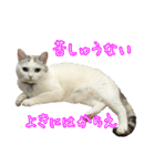 三毛猫えのき（個別スタンプ：36）
