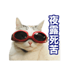 三毛猫えのき（個別スタンプ：37）