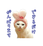 三毛猫えのき（個別スタンプ：38）