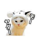 三毛猫えのき（個別スタンプ：39）