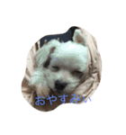 わんこでスタンプ（個別スタンプ：2）