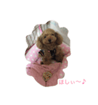 わんこでスタンプ（個別スタンプ：9）