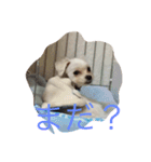 わんこでスタンプ（個別スタンプ：12）