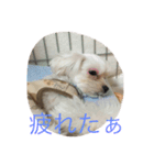 わんこでスタンプ（個別スタンプ：14）