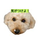 トイプーMAO（個別スタンプ：2）