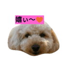 トイプーMAO（個別スタンプ：3）