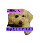 トイプーMAO（個別スタンプ：6）