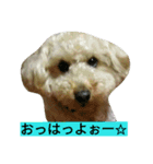 トイプーMAO（個別スタンプ：7）