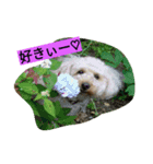 トイプーMAO（個別スタンプ：8）