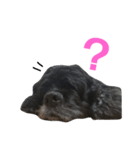 クック船長2（個別スタンプ：1）