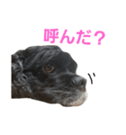 クック船長2（個別スタンプ：2）
