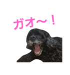 クック船長2（個別スタンプ：3）