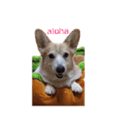コーギー大好き5（個別スタンプ：1）