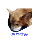 コーギー大好き5（個別スタンプ：3）