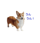 コーギー大好き5（個別スタンプ：4）
