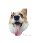 コーギー大好き5（個別スタンプ：8）