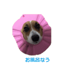 コーギー大好き5（個別スタンプ：9）