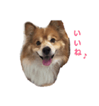 コーギー大好き5（個別スタンプ：12）