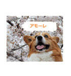 コーギー大好き5（個別スタンプ：14）