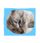 ニャンとも（個別スタンプ：3）