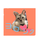 ニャンとも（個別スタンプ：7）