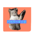 ニャンとも（個別スタンプ：8）