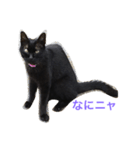 黒猫さゆりの一日（個別スタンプ：1）