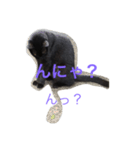黒猫さゆりの一日（個別スタンプ：5）