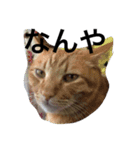 三谷家の猫たち（個別スタンプ：1）