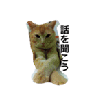 三谷家の猫たち（個別スタンプ：2）