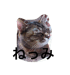 三谷家の猫たち（個別スタンプ：3）