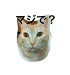 三谷家の猫たち（個別スタンプ：4）