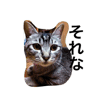 三谷家の猫たち（個別スタンプ：5）