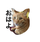 三谷家の猫たち（個別スタンプ：6）